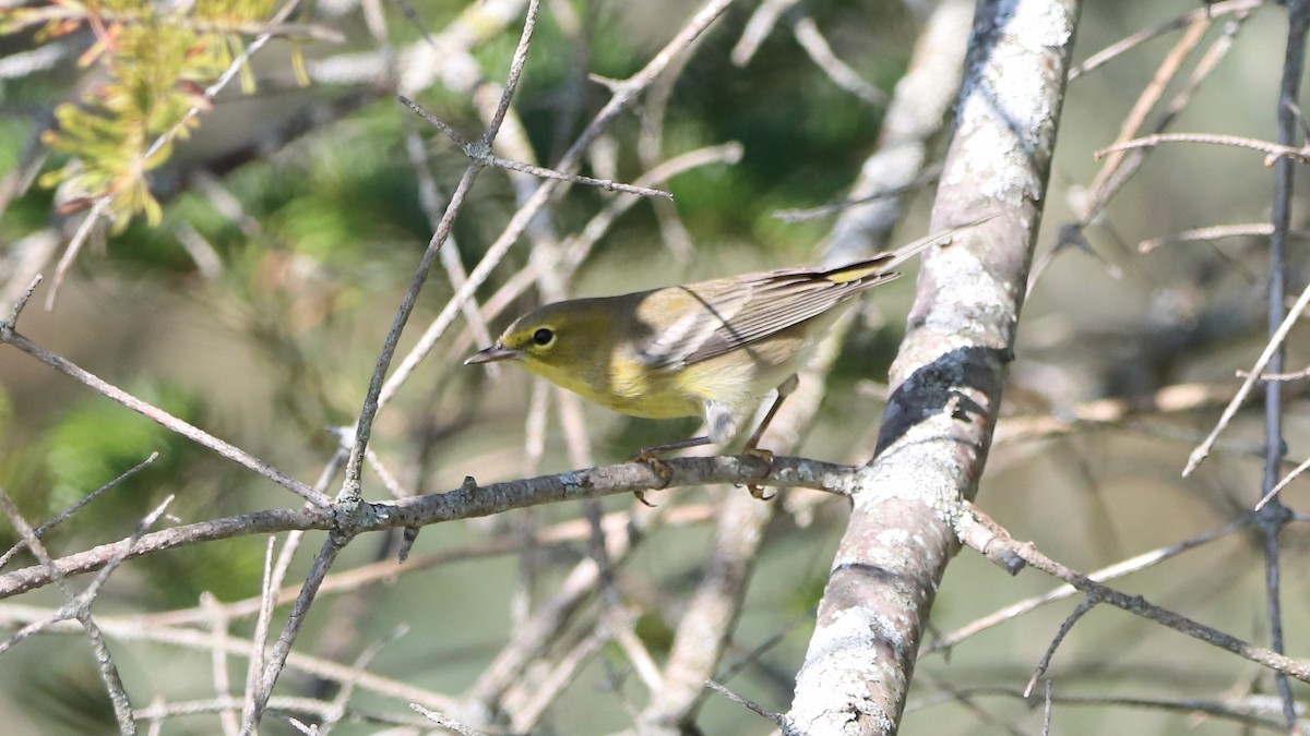 Pine Warbler - ML642649602