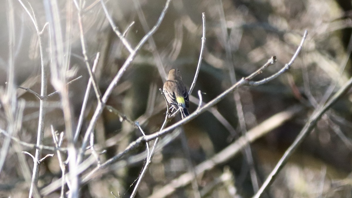 Yellow-rumped Warbler - ML642649606