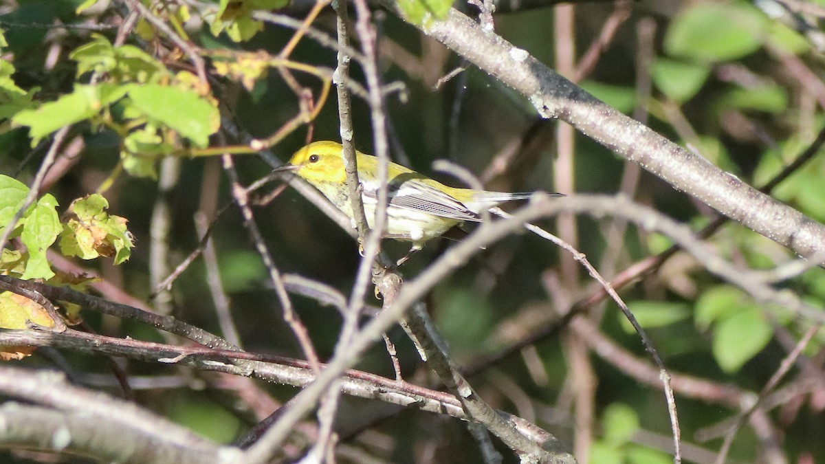 Black-throated Green Warbler - ML642649607