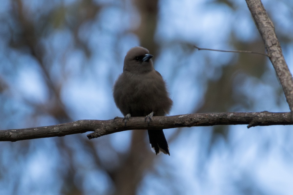 Dusky Woodswallow - ML642649613