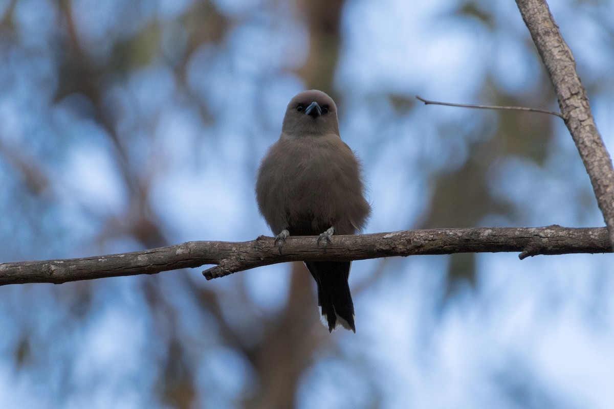 Dusky Woodswallow - ML642649614