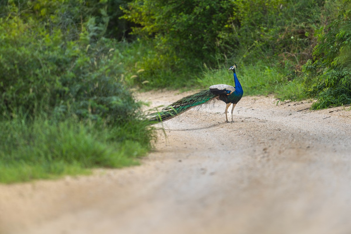 Indian Peafowl - ML642649618