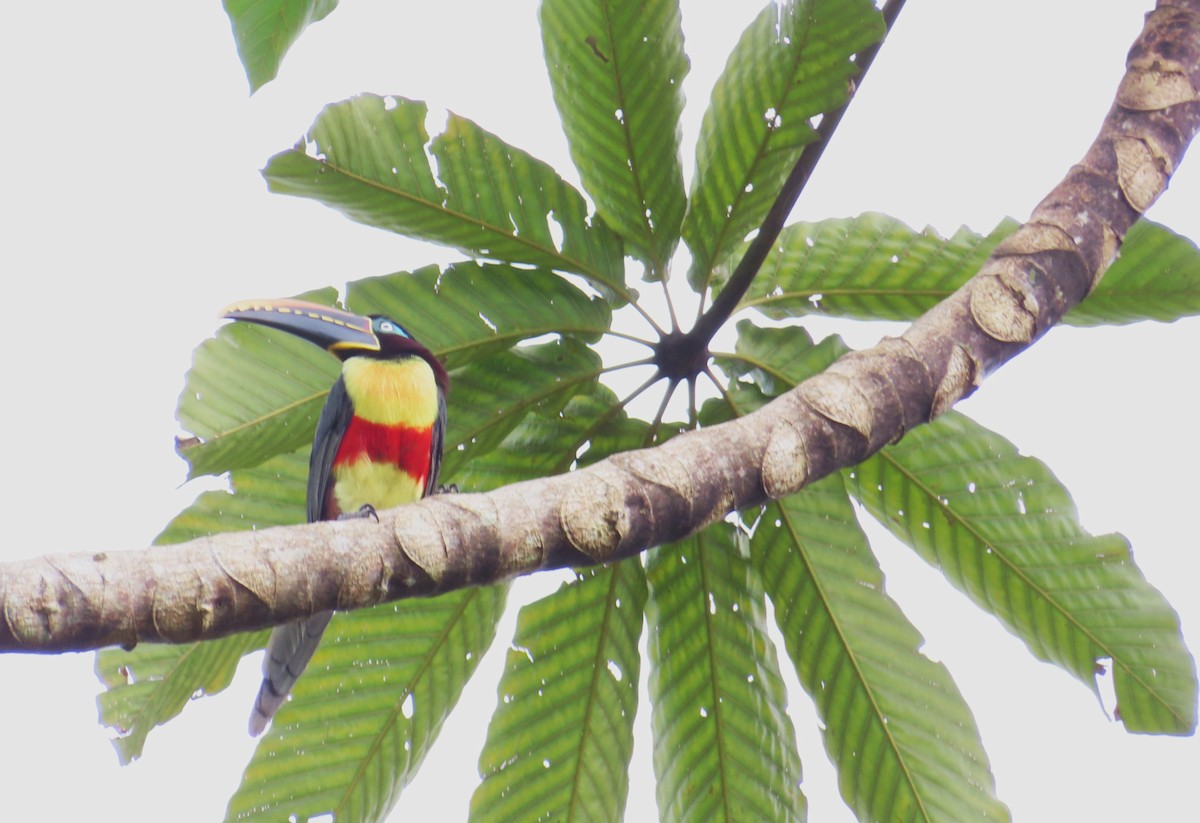 Chestnut-eared Aracari - ML642649619