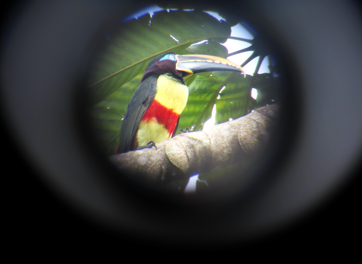 Chestnut-eared Aracari - ML642649621