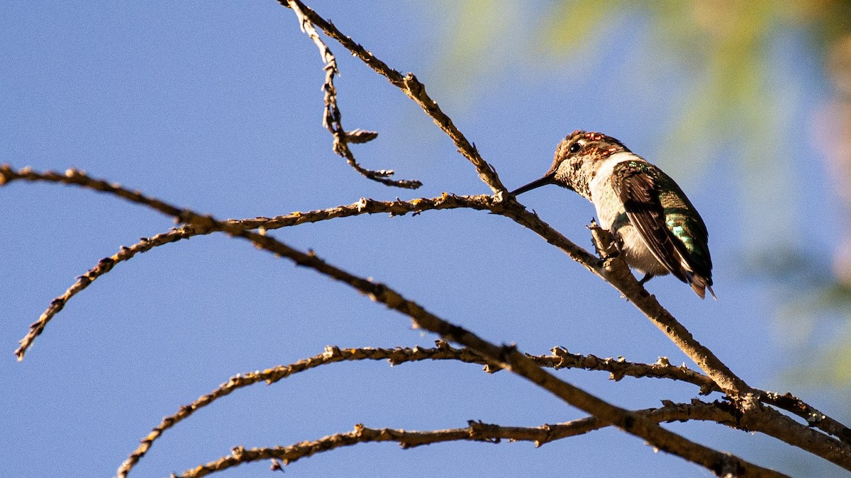 Anna's Hummingbird - ML642649622
