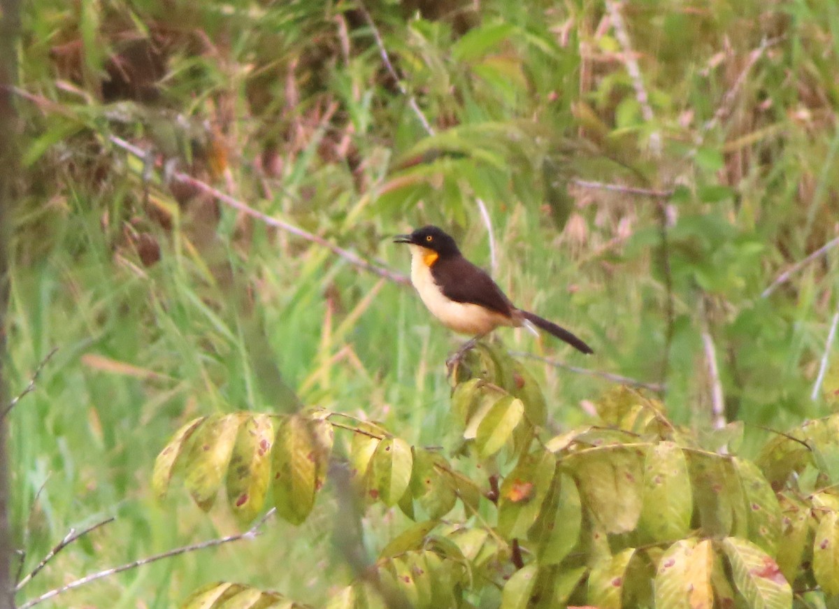 Black-capped Donacobius - ML642649623