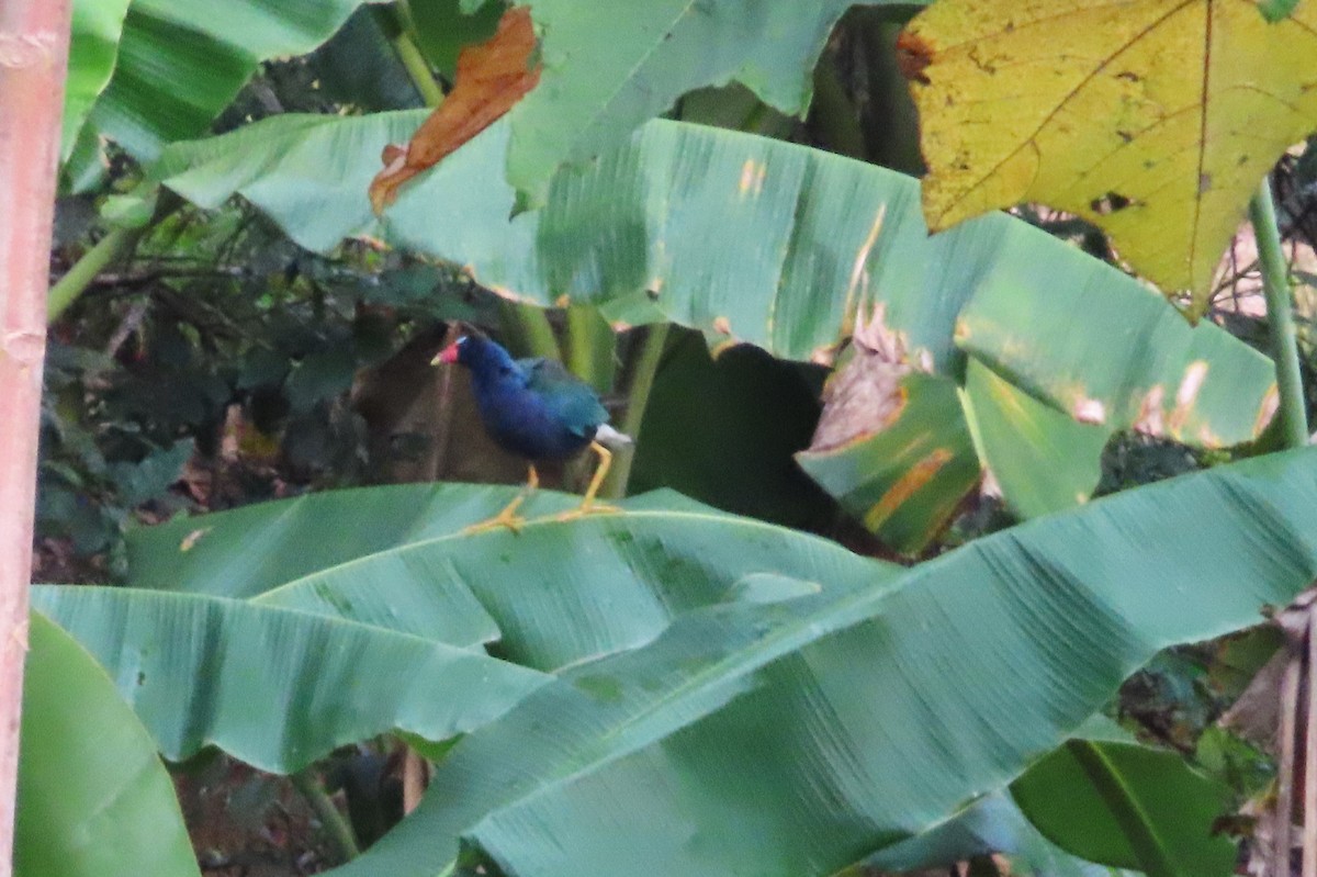 Purple Gallinule - ML642649627