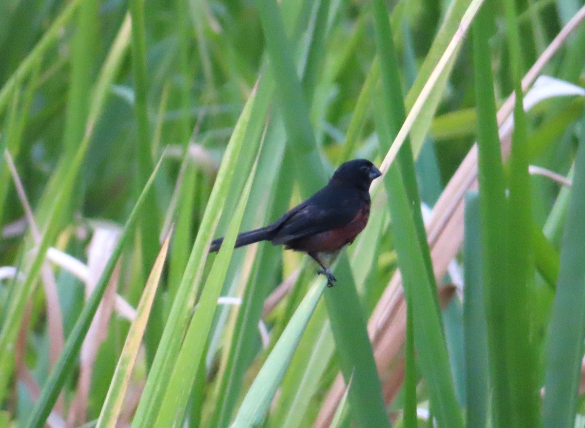 Chestnut-bellied Seed-Finch - ML642649632