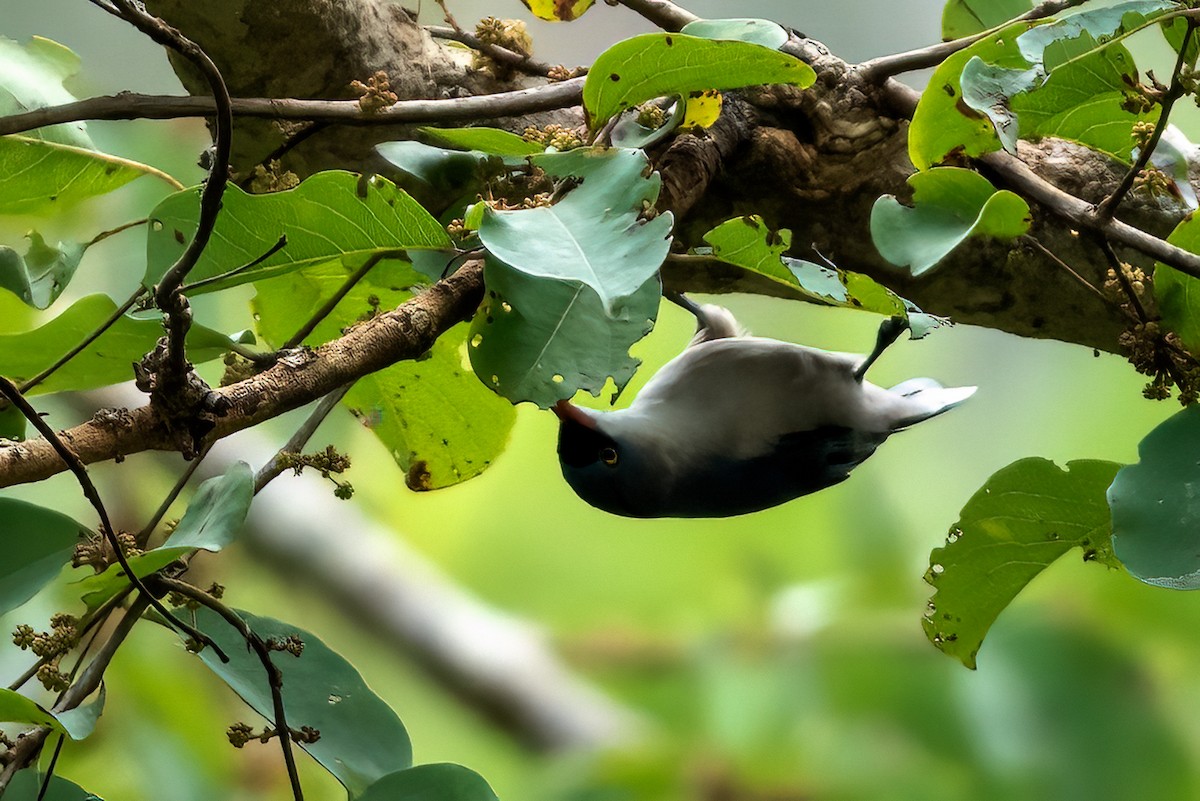 Velvet-fronted Nuthatch - ML642649636