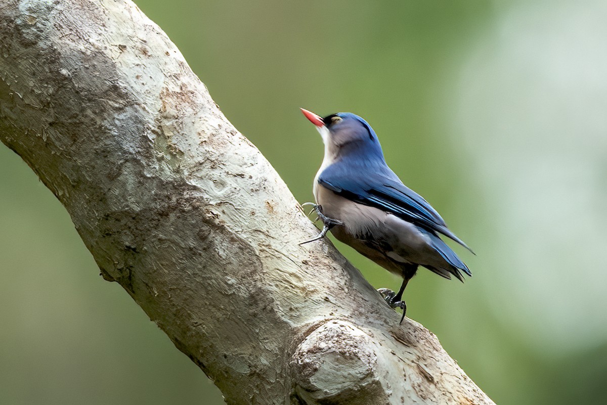 Velvet-fronted Nuthatch - ML642649637