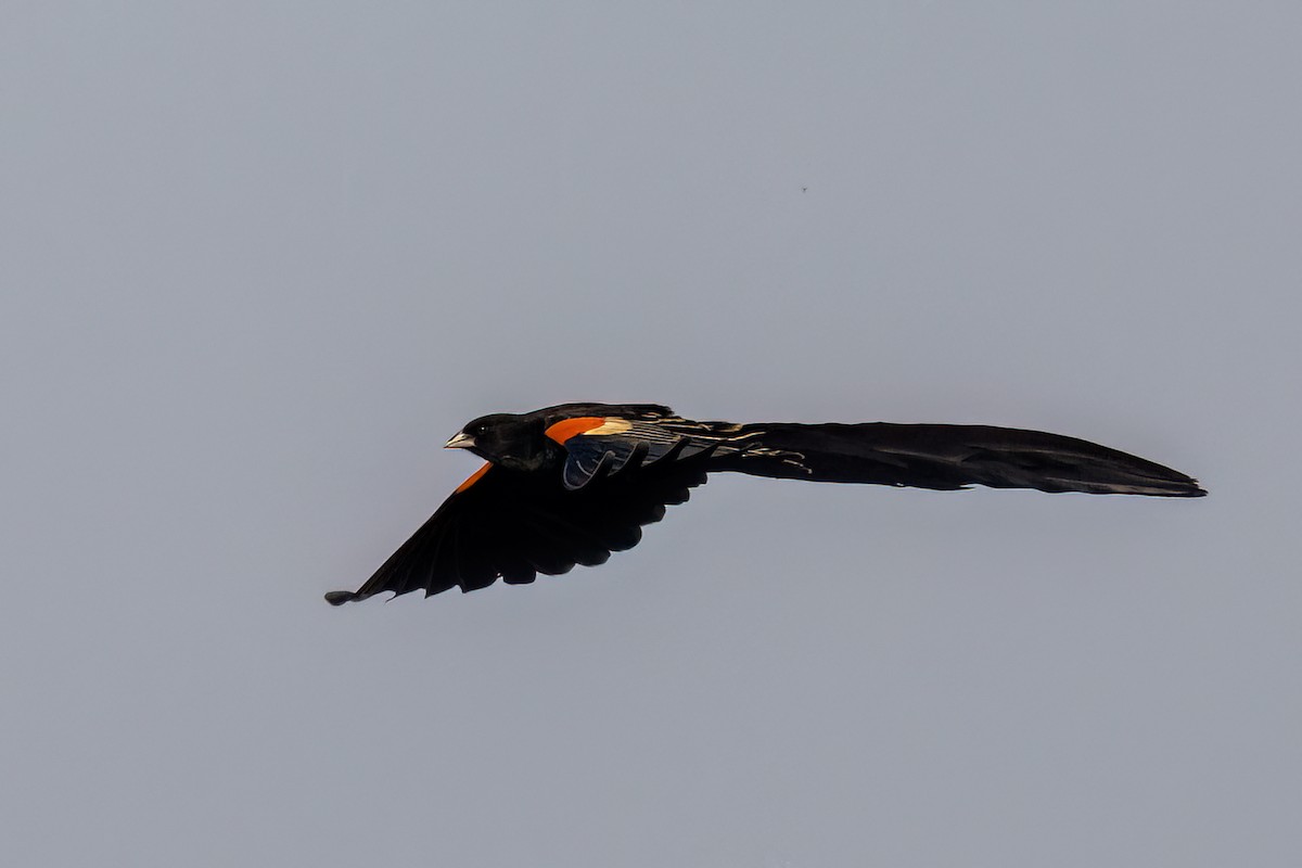 Long-tailed Widowbird - ML642649653