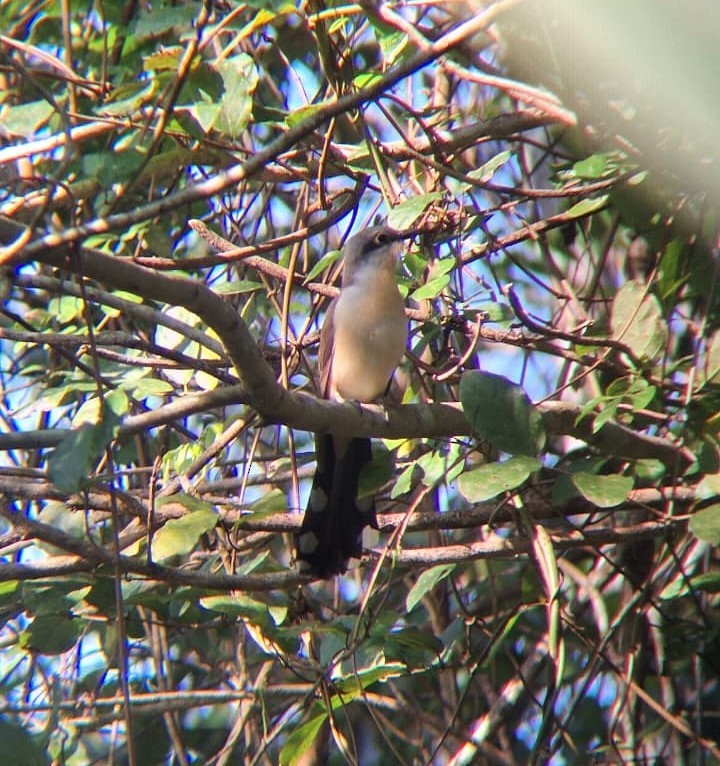 Dark-billed Cuckoo - ML642649658