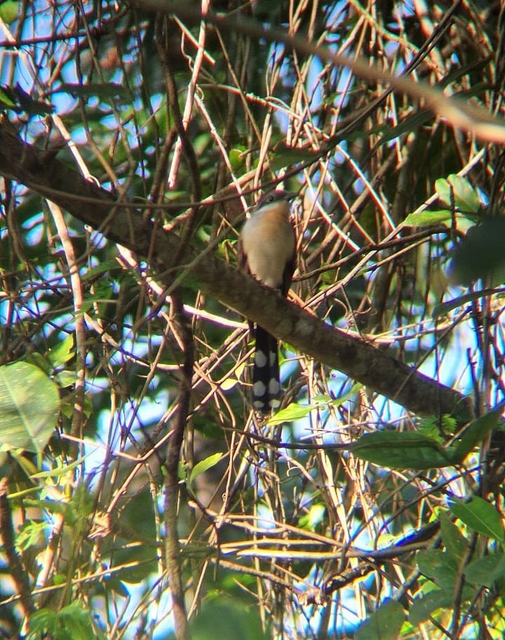 Dark-billed Cuckoo - ML642649659