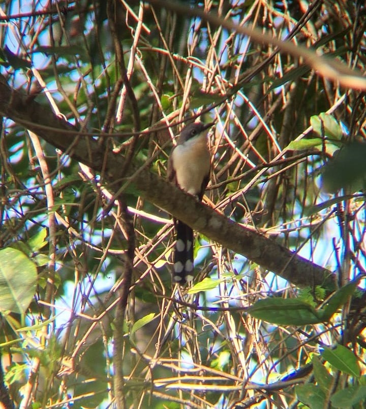 Dark-billed Cuckoo - ML642649660