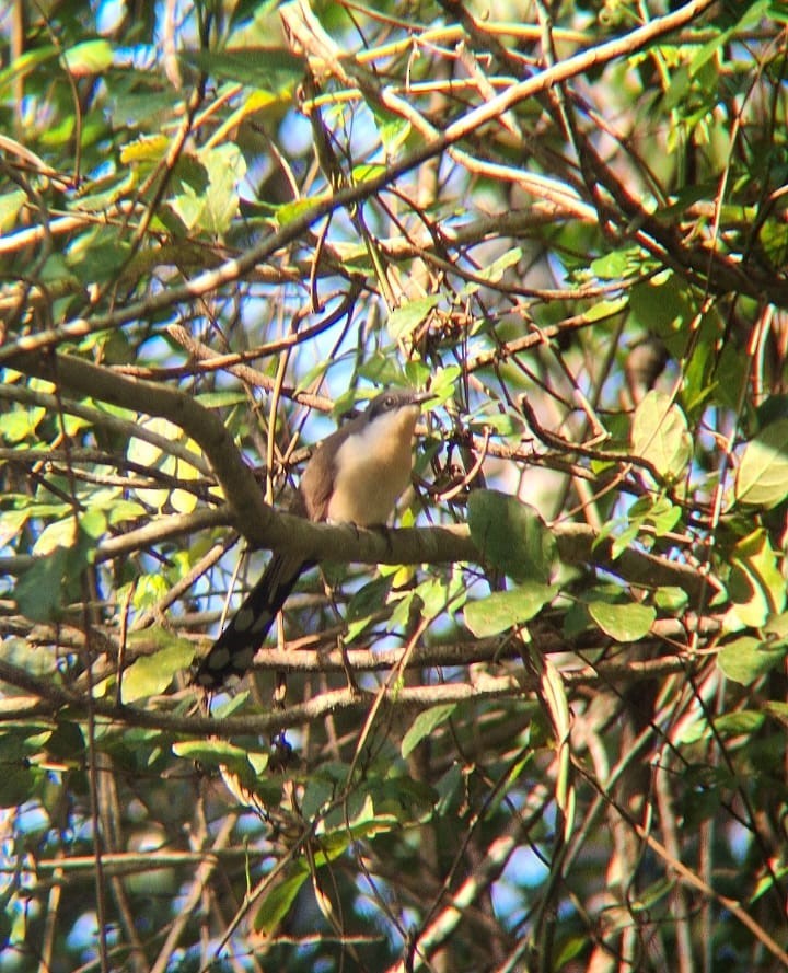 Dark-billed Cuckoo - ML642649661