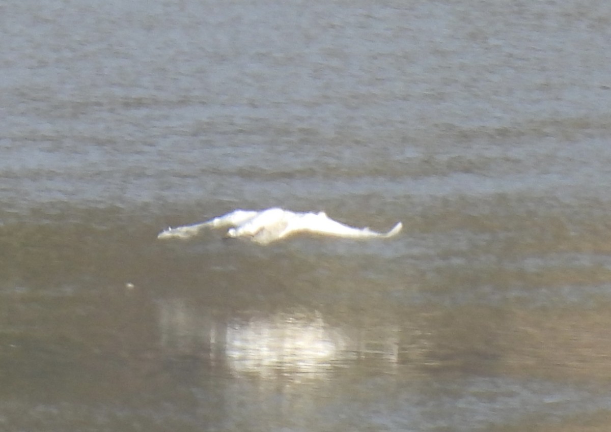 Trumpeter Swan - ML642649664