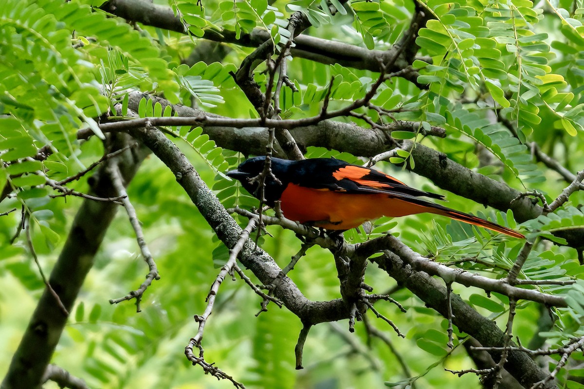 Orange Minivet - ML642649680