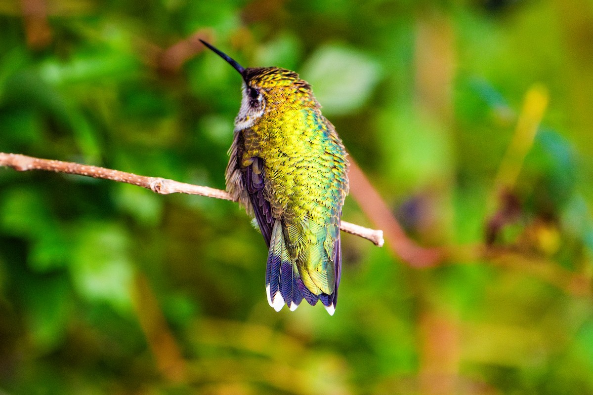 Ruby-throated Hummingbird - ML642649684