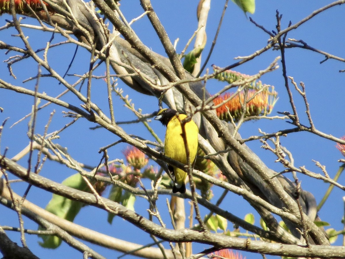 Scrub Euphonia - ML642649688