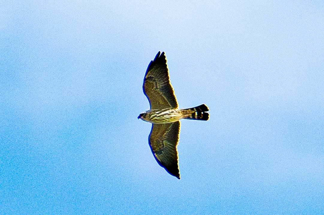 Mississippi Kite - ML642649689