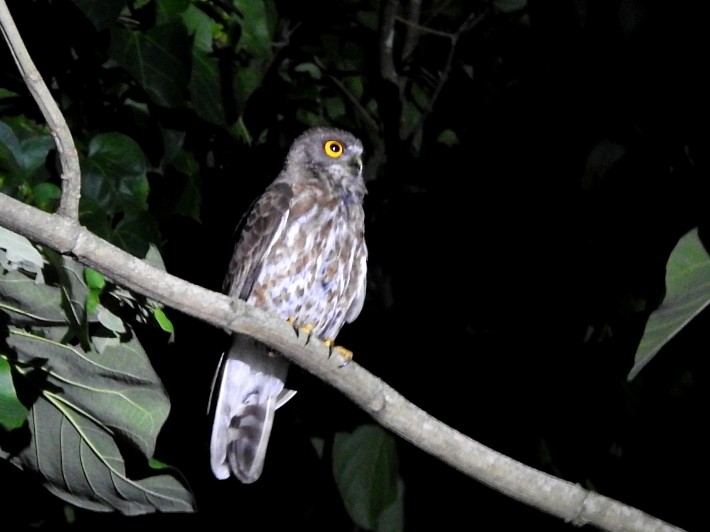 Brown Boobook - ML642649693