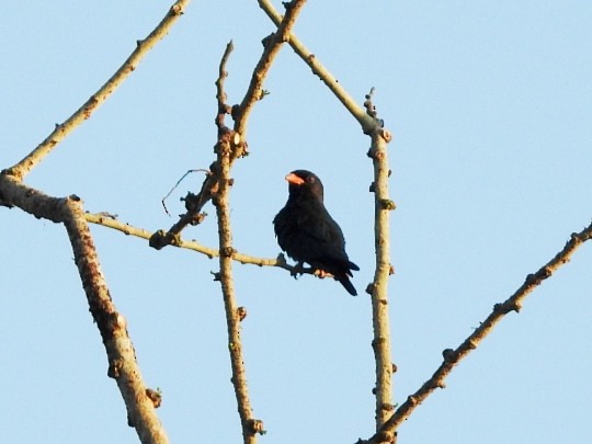 ブッポウソウ - ML642649696