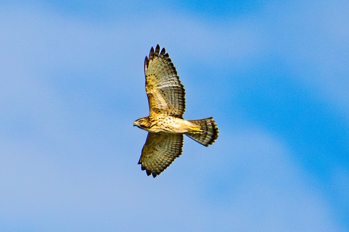Broad-winged Hawk - ML642649698