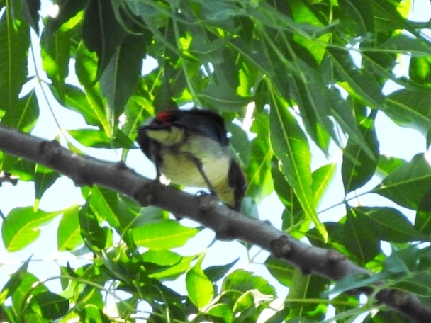 セアカハナドリ - ML642649702