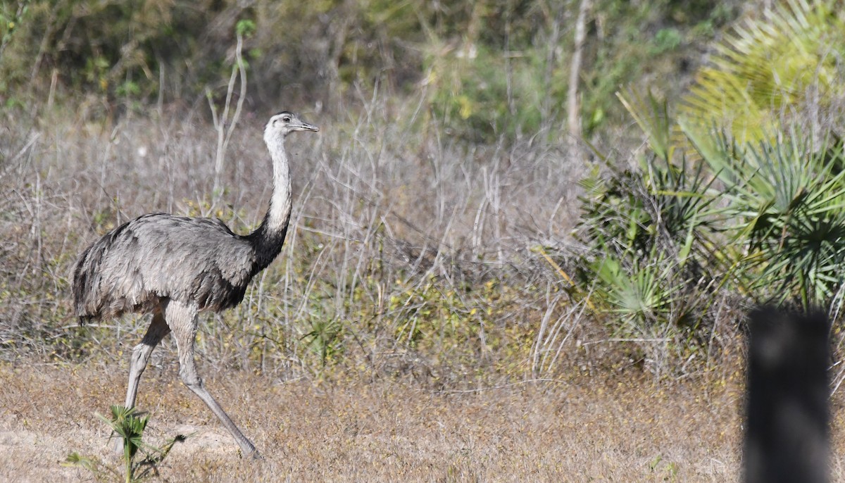 Greater Rhea - ML642649710
