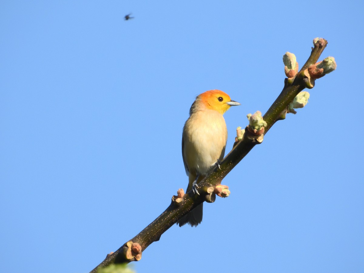Orange-headed Tanager - ML642649720