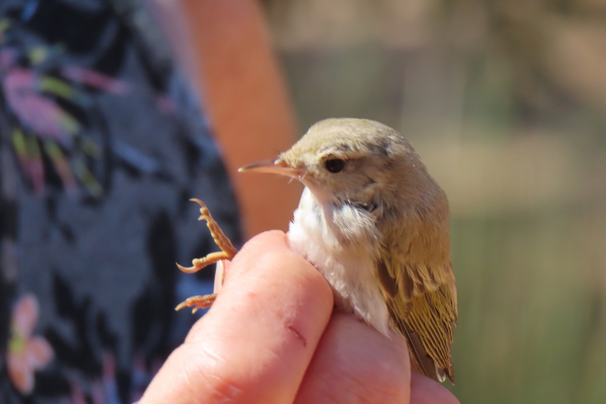 Western Bonelli's Warbler - ML642649736