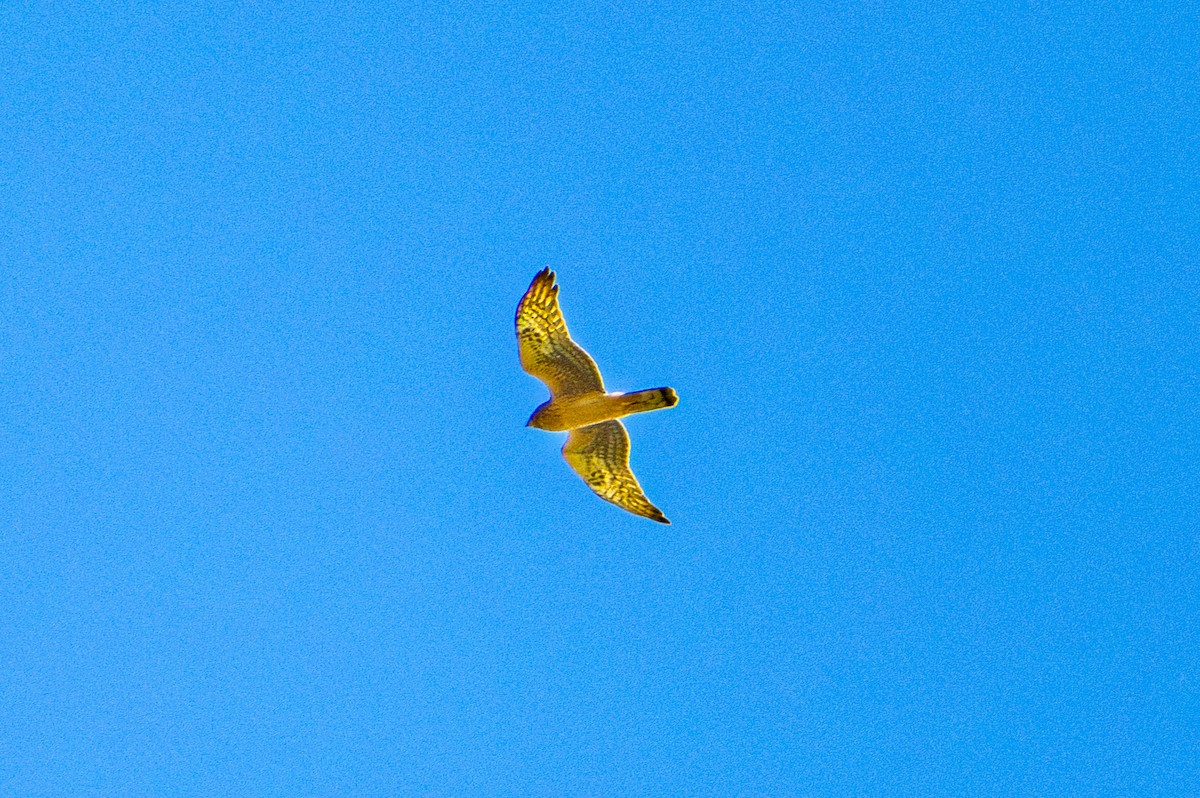 Northern Harrier - ML642649737