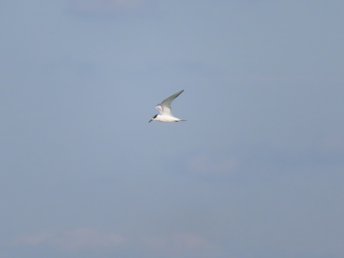 Sandwich Tern - ML642649738