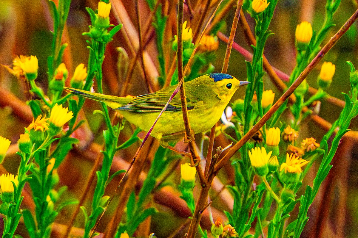 Wilson's Warbler - ML642649739