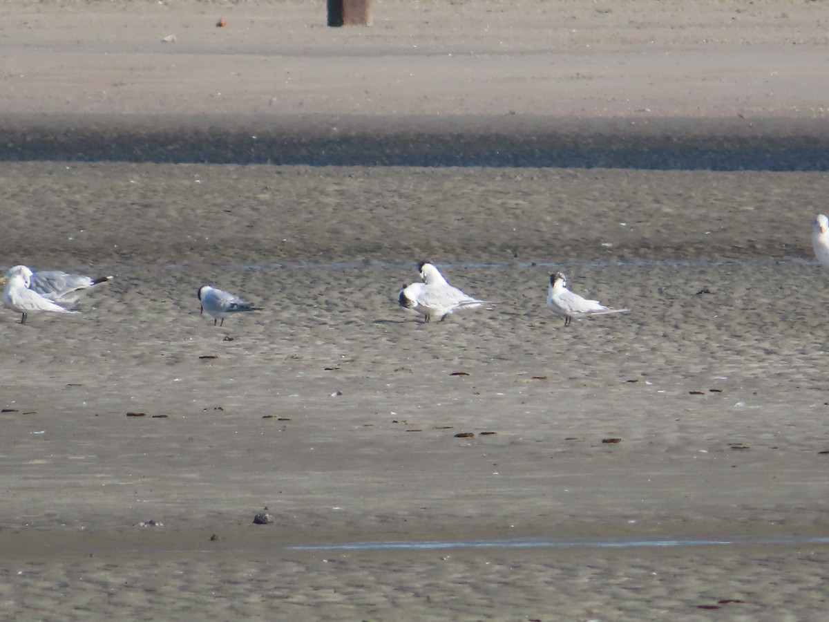 Sandwich Tern - ML642649743