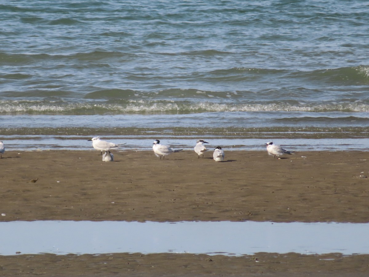 Sandwich Tern - ML642649750