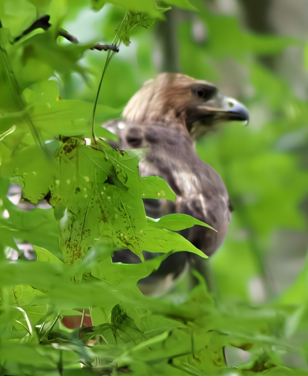 Red-tailed Hawk - ML642649751