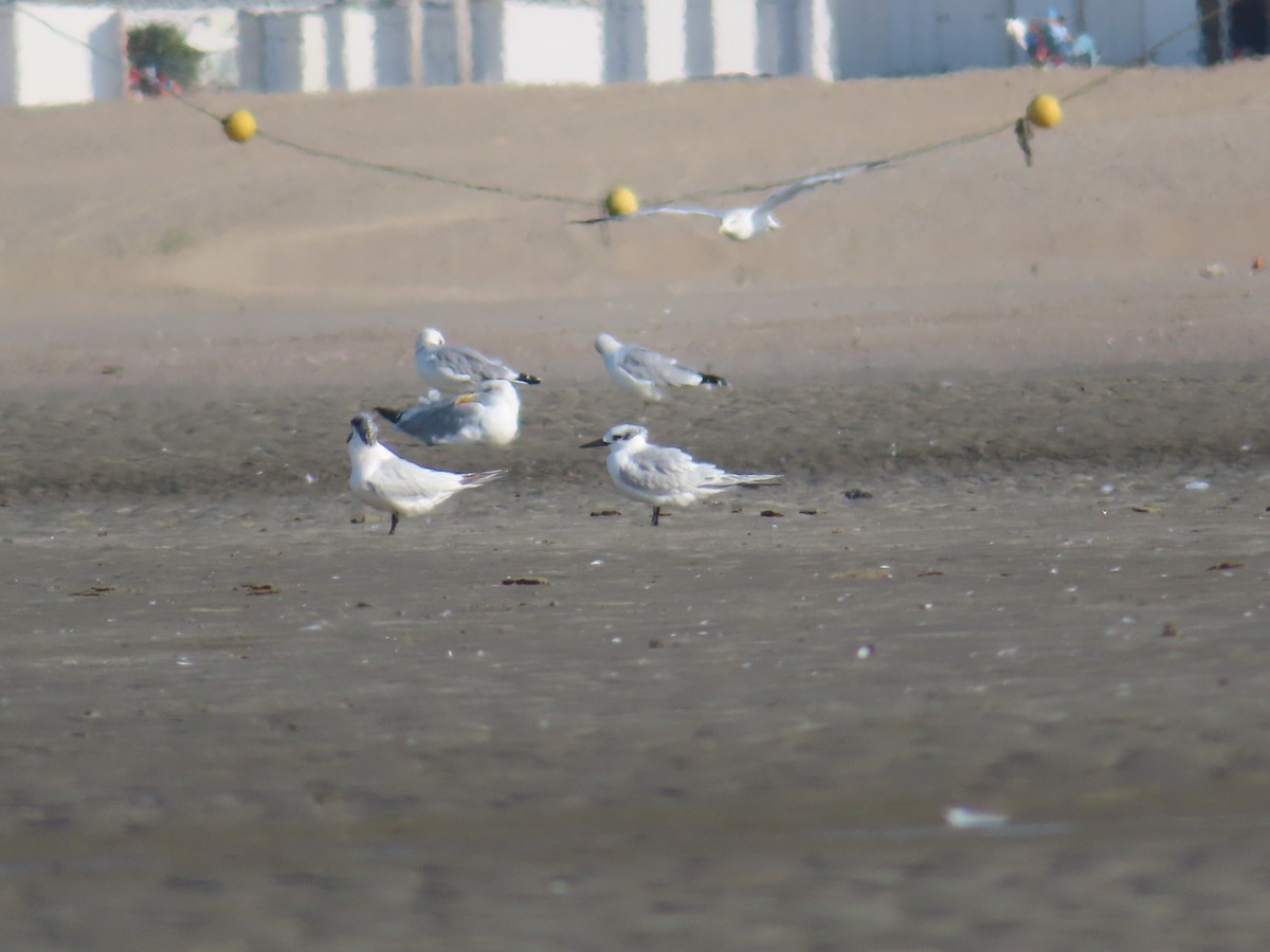 Sandwich Tern - ML642649753