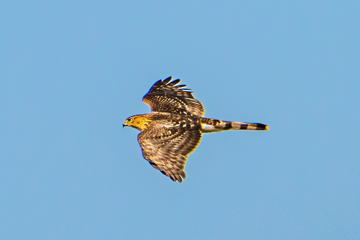 Cooper's Hawk - ML642649756