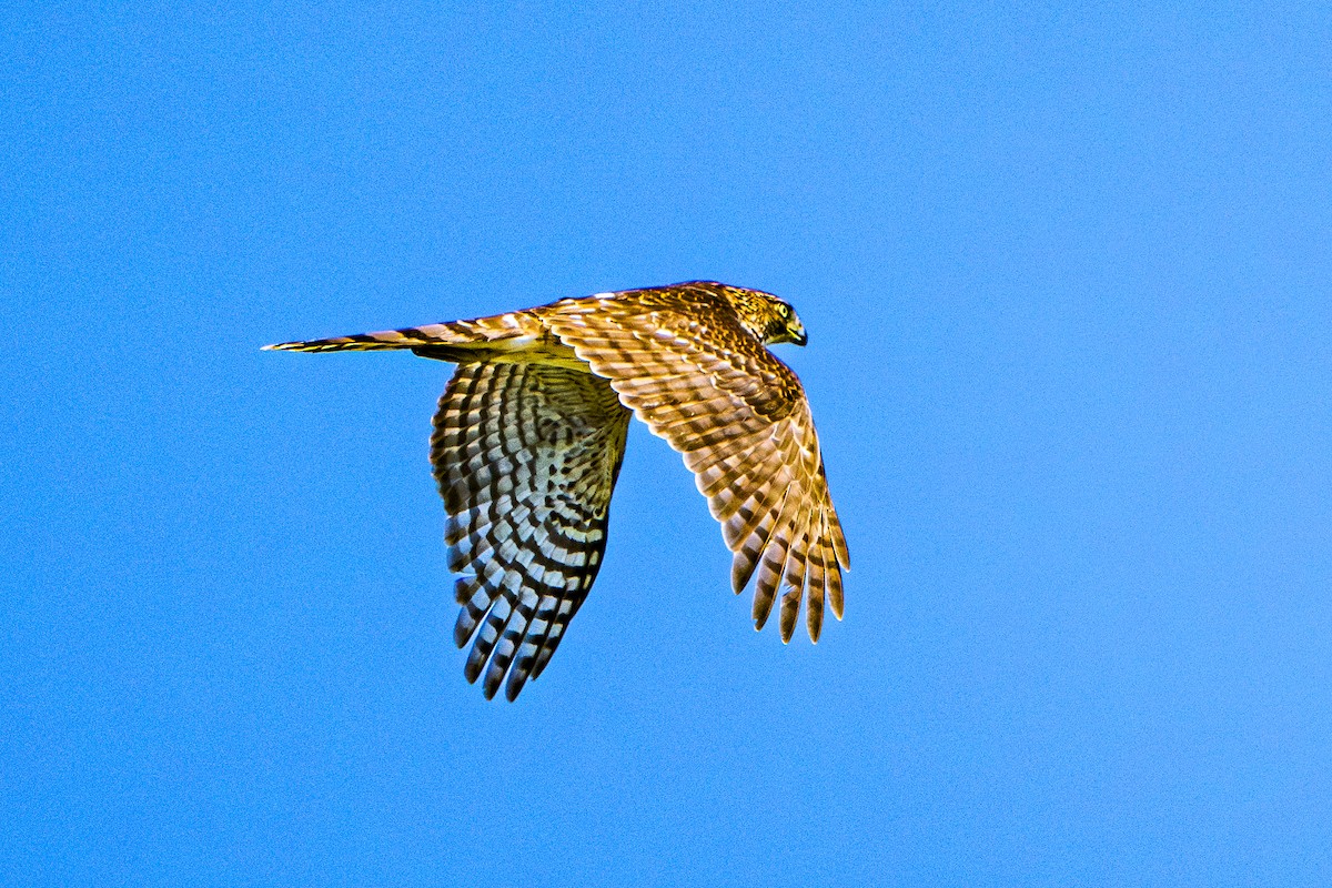 Cooper's Hawk - ML642649757