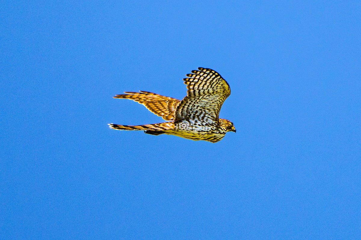 Cooper's Hawk - ML642649758