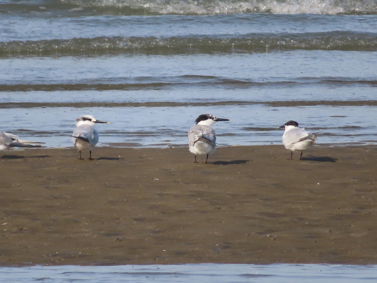 Sandwich Tern - ML642649761