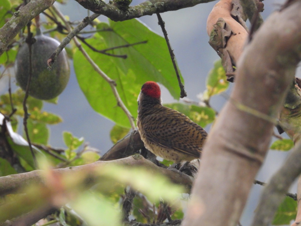 Spot-breasted Woodpecker - ML642649767