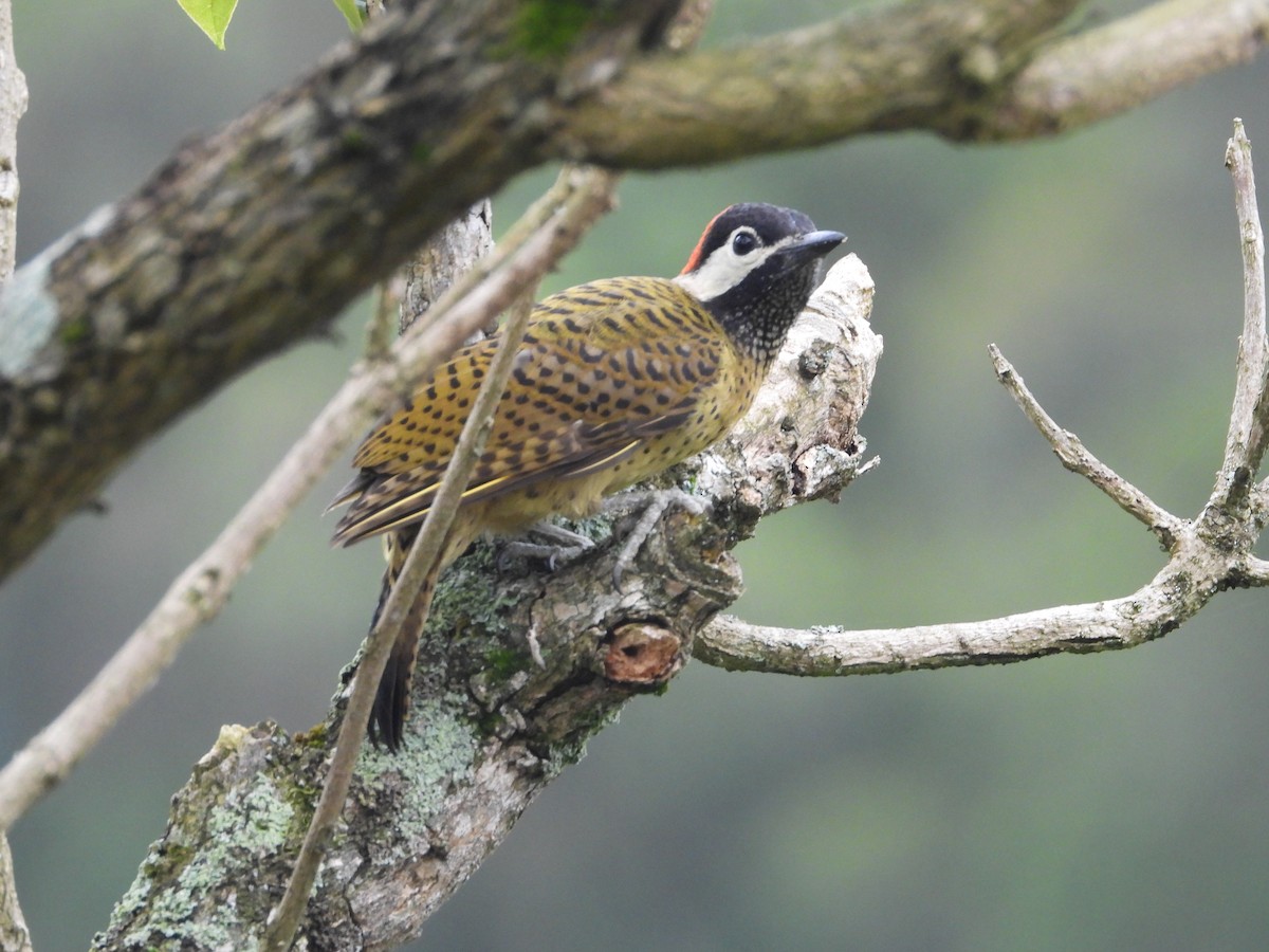 Spot-breasted Woodpecker - ML642649770