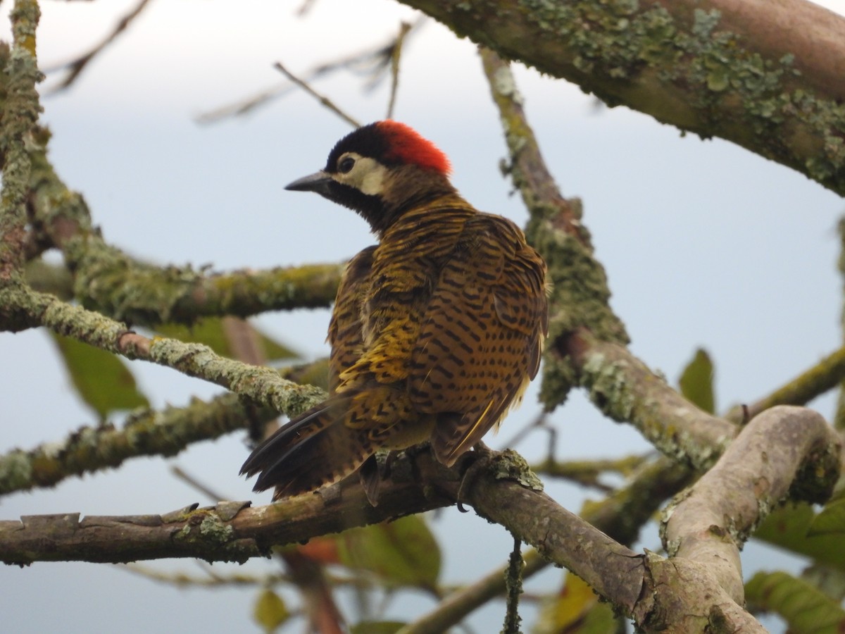 Spot-breasted Woodpecker - ML642649771