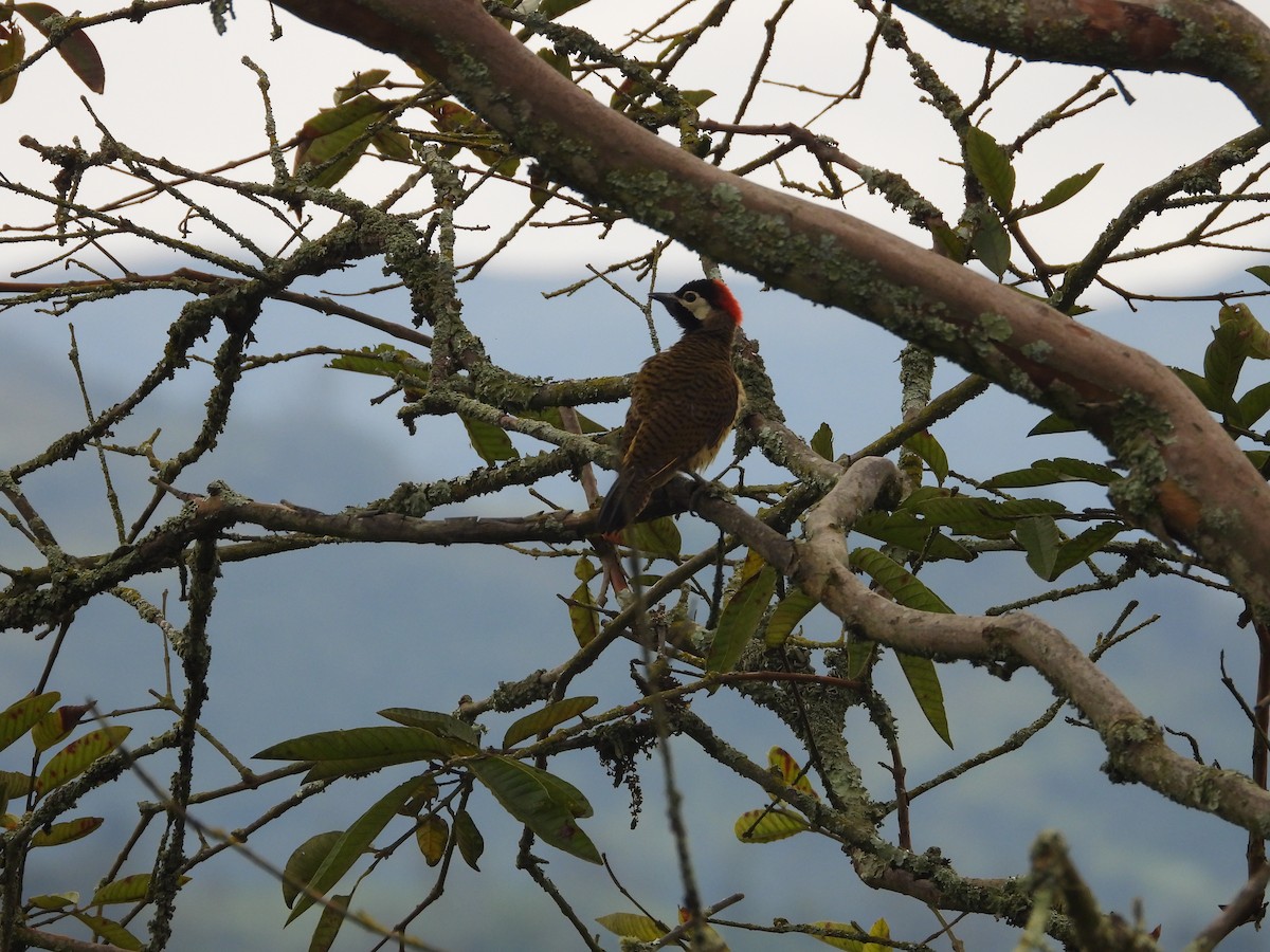 Spot-breasted Woodpecker - ML642649772