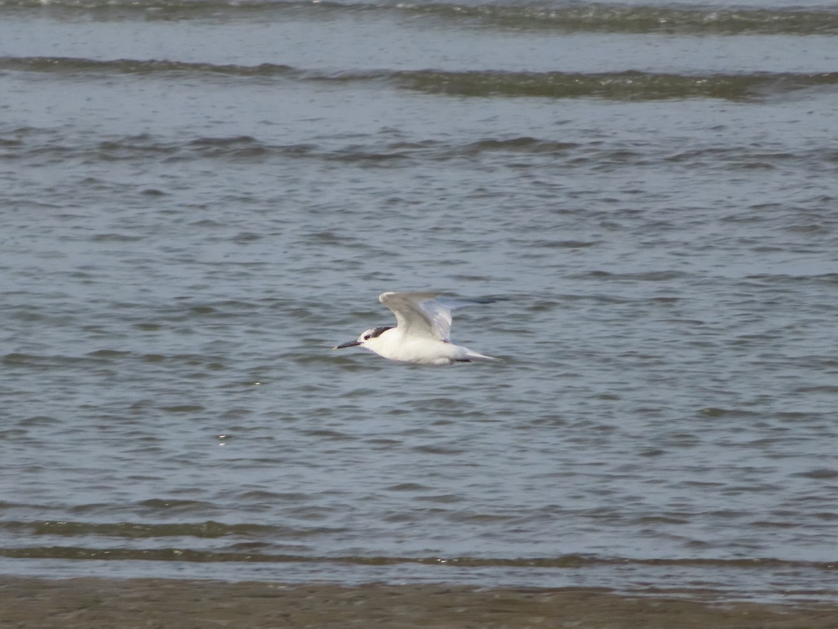 Sandwich Tern - ML642649773