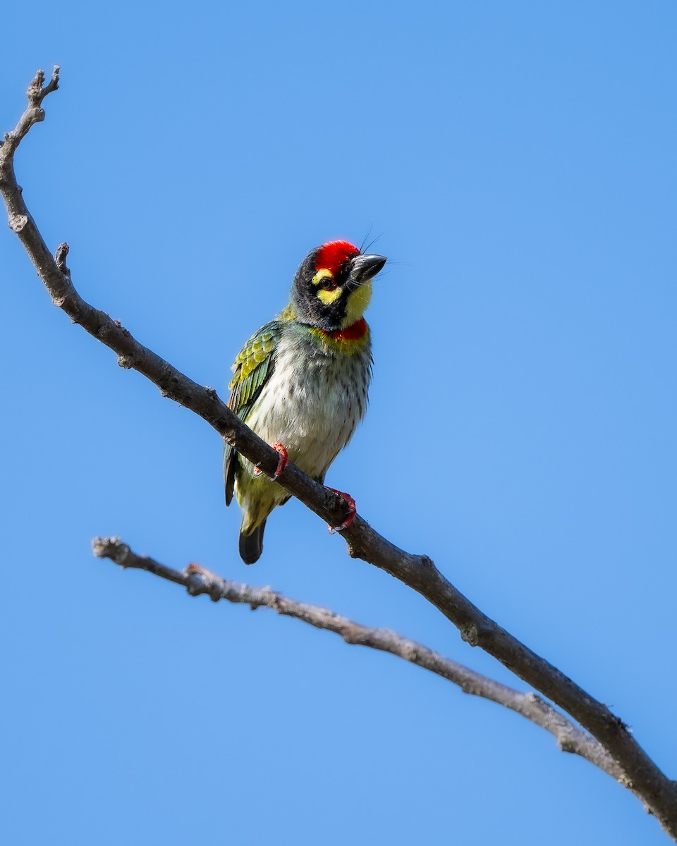 Coppersmith Barbet - ML642649774