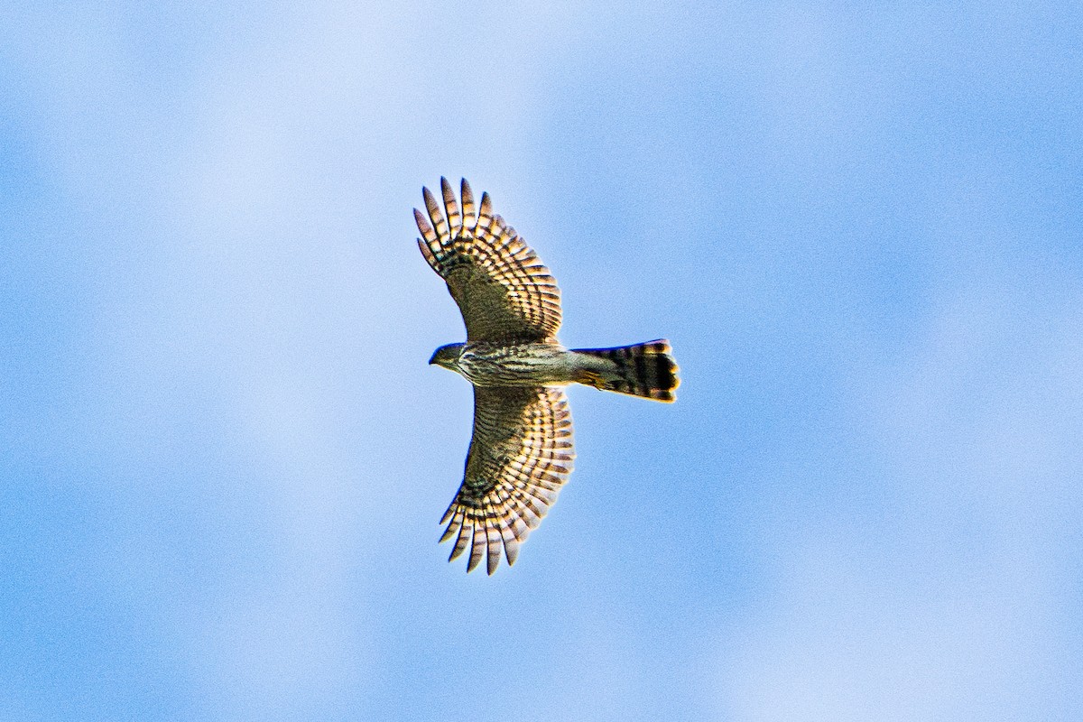 Sharp-shinned Hawk - ML642649777