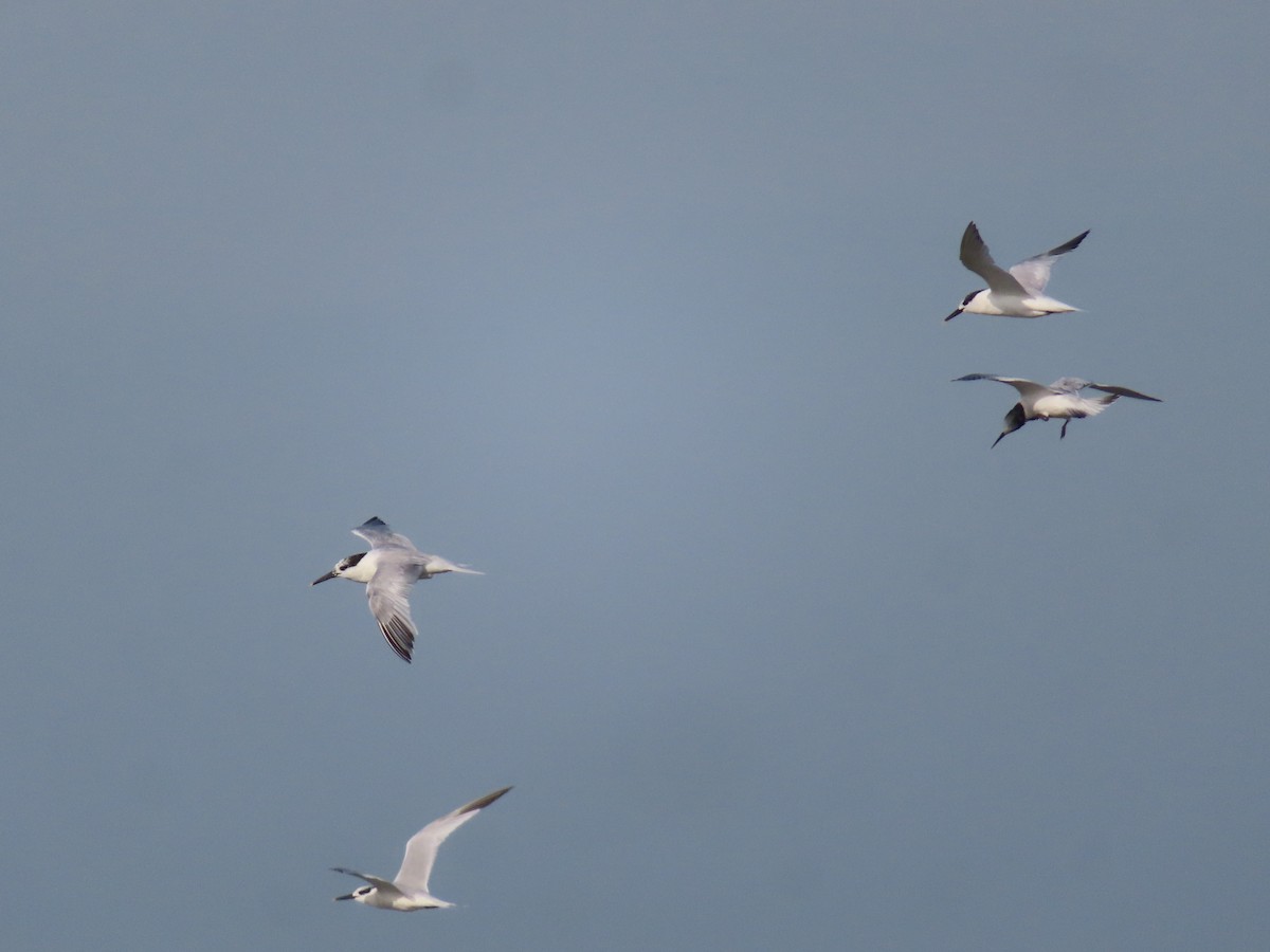 Sandwich Tern - ML642649778